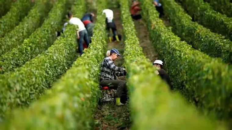 Trabajadores agrícolas realizan tareas manuales entre hileras de cultivo verde, reflejando prácticas productivas tradicionales y manejo directo del suelo.