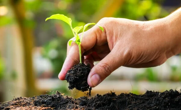 Plantín verde sostenido por una mano mientras es colocado en suelo fértil, representación del crecimiento de la producción orgánica y el uso de bioinsumos en Argentina.