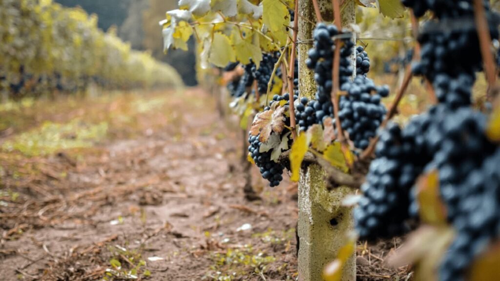 Racimos de uva madura en viñedo argentino, alineados en hileras sobre suelo natural, representando la producción vitivinícola orgánica.