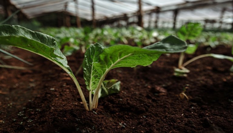 Plantines de ajo en crecimiento dentro de un invernadero, cultivados en suelo fértil bajo un sistema agrícola que incorpora bioinsumos para mejorar la productividad y la sustentabilidad del cultivo.