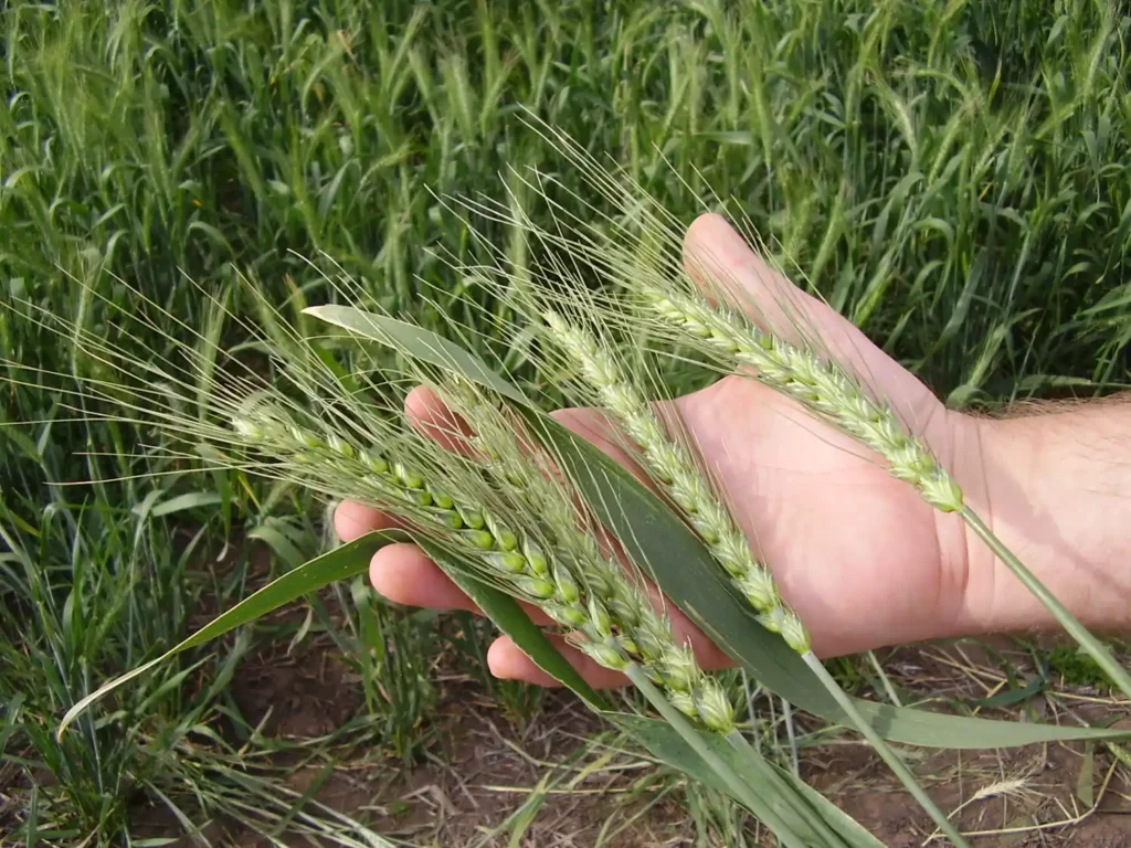 Mano sosteniendo espigas verdes de trigo en un cultivo en crecimiento, símbolo del desarrollo agrícola y de las nuevas prácticas sostenibles impulsadas por la innovación y los bioinsumos.