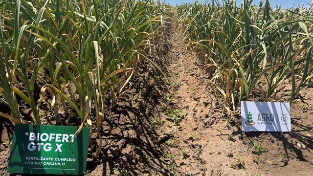 Ensayo agronómico en cultivo de ajo donde se evalúa el biofertilizante BIOFERT GTG X de Agro Sustentable, tecnología de bioinsumos que permitió aumentar más del 20 % el rendimiento en parcelas demostrativas.